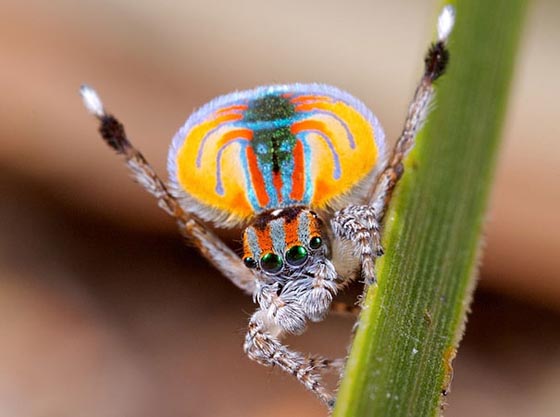 Mind Boggling Macro Photography of Peacock Spiders