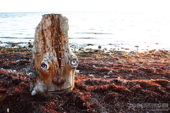 The Tree Project: Expressive Tree Faces on Rotting Trunks