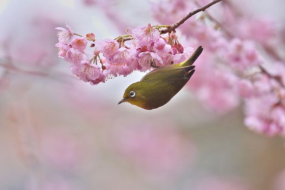 Breathtaking Cherry Blossom Photography