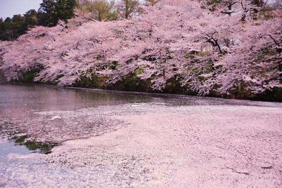 Breathtaking Cherry Blossom Photography