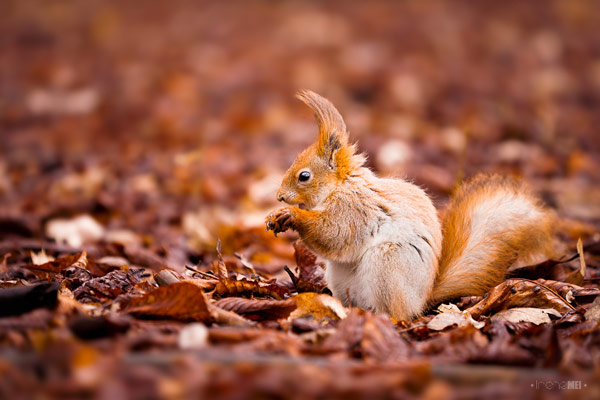 Adorable Squirrel Photograph Captured at Perfect Timing