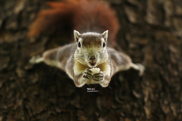 Adorable Squirrel Photograph Captured at Perfect Timing