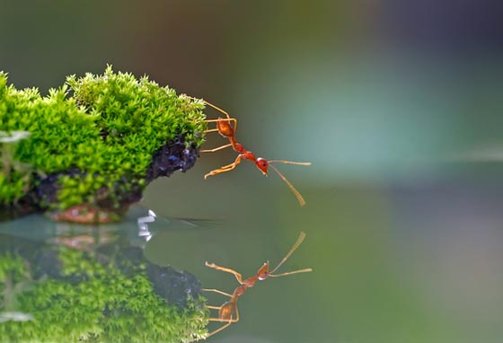 45 Awesome and Innovative Photographs Of Ants