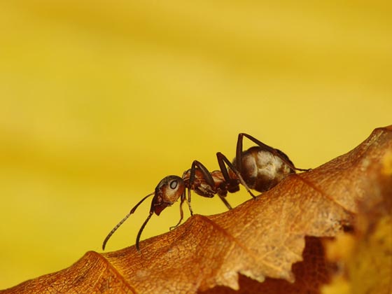 45 Awesome and Innovative Photographs Of Ants