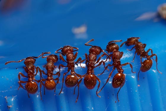 45 Awesome and Innovative Photographs Of Ants