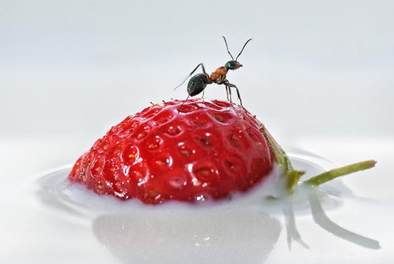 45 Awesome and Innovative Photographs Of Ants