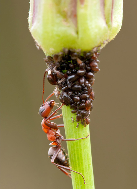 45 Awesome and Innovative Photographs Of Ants