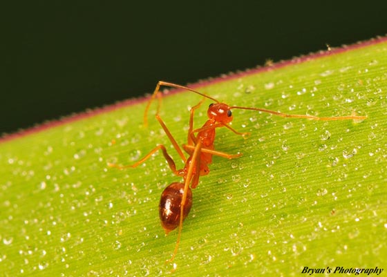 45 Awesome and Innovative Photographs Of Ants