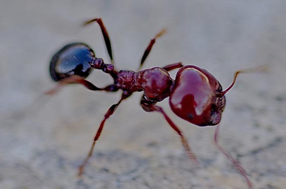 45 Awesome and Innovative Photographs Of Ants