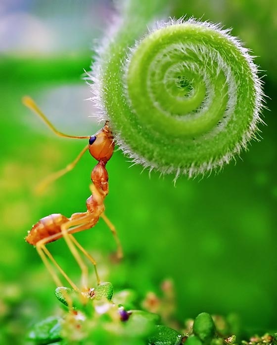 45 Awesome and Innovative Photographs Of Ants