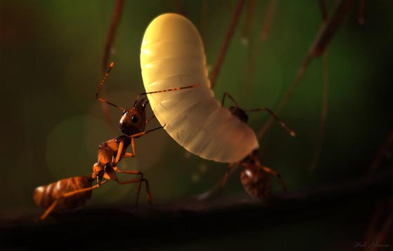 45 Awesome And Innovative Photographs Of Ants – Design Swan