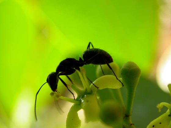 45 Awesome and Innovative Photographs Of Ants