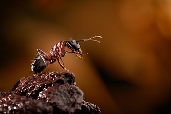 45 Awesome and Innovative Photographs Of Ants