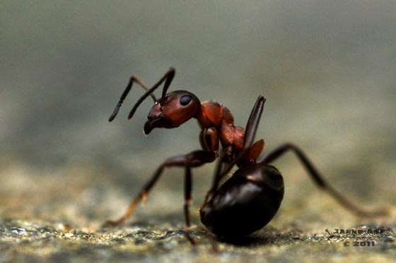 45 Awesome and Innovative Photographs Of Ants