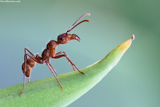 45 Awesome and Innovative Photographs Of Ants