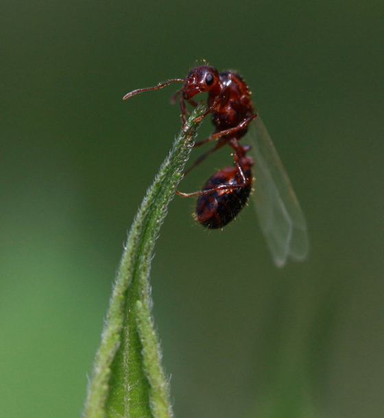 45 Awesome and Innovative Photographs Of Ants