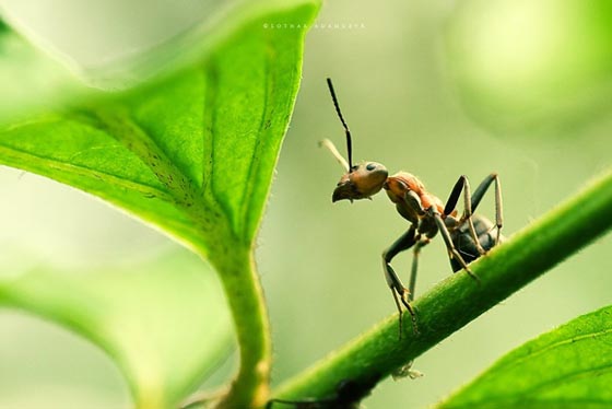 45 Awesome and Innovative Photographs Of Ants