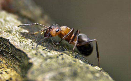 45 Awesome and Innovative Photographs Of Ants