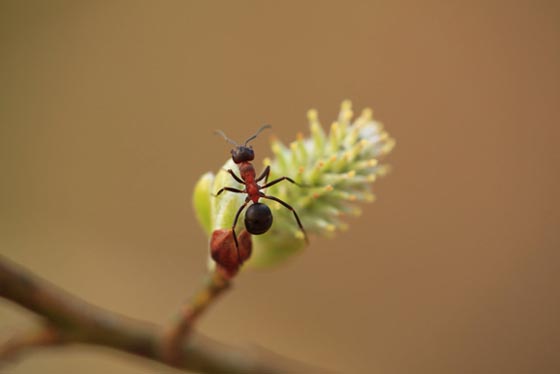 45 Awesome and Innovative Photographs Of Ants