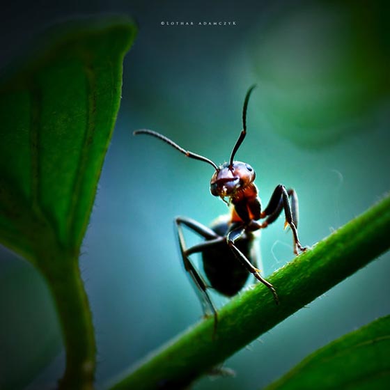 45 Awesome and Innovative Photographs Of Ants