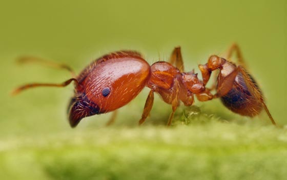 45 Awesome and Innovative Photographs Of Ants