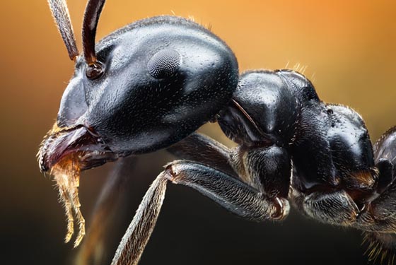 45 Awesome and Innovative Photographs Of Ants