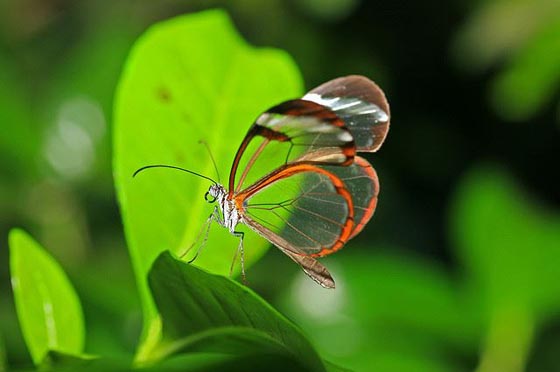 Beautiful Photos of Glasswinged Butterfly