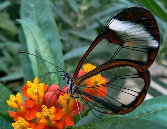 Beautiful Photos of Glasswinged Butterfly