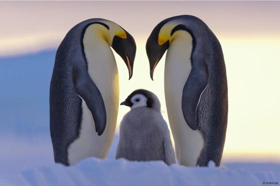 15 Cute Penguin Photographs