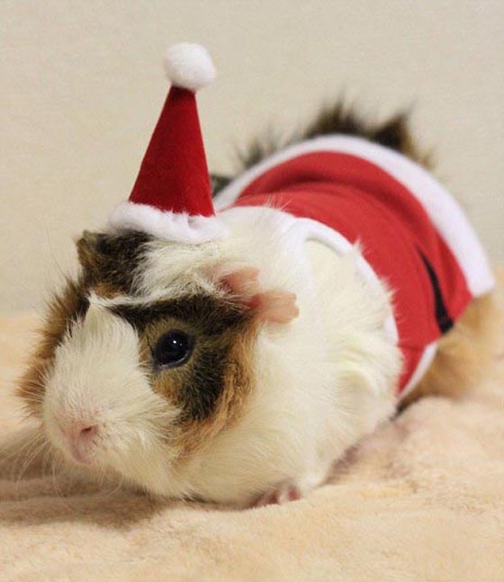 Interesting Guinea Pig Fashion in Japan
