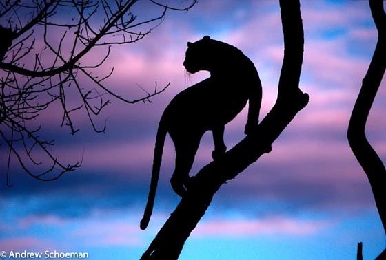 15 Absolutely Beautiful Silhouette Photography