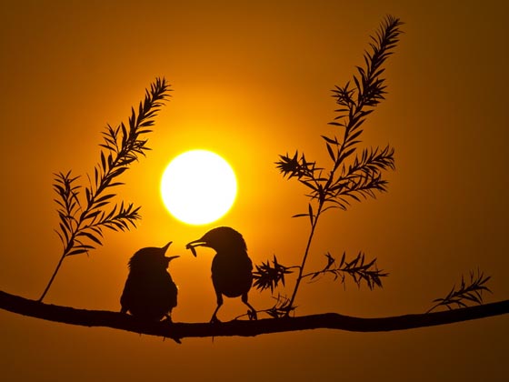 15 Absolutely Beautiful Silhouette Photography