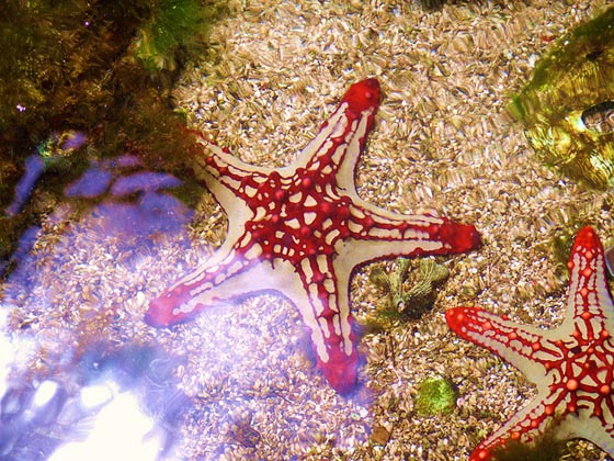 19 Absolutely Beautiful Starfish Photograph – Design Swan