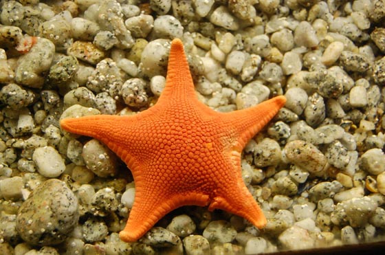 19 Absolutely Beautiful Starfish Photograph