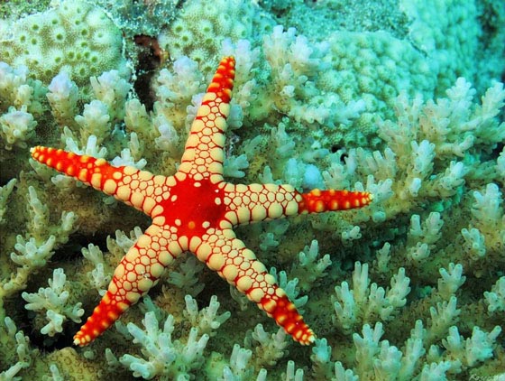 19 Absolutely Beautiful Starfish Photograph | Design Swan