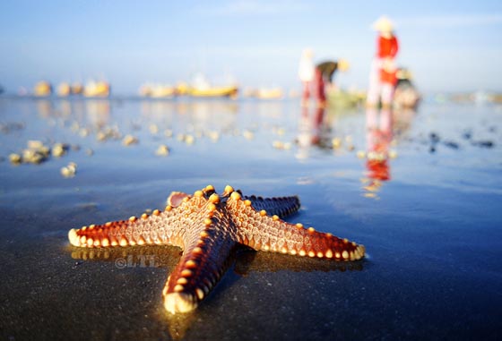 19 Absolutely Beautiful Starfish Photograph
