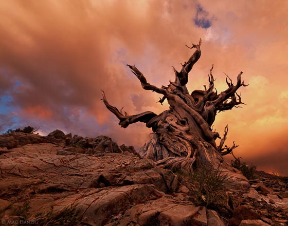 Stunning Photography of Bristlecone Pines