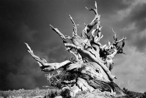 Stunning Photography of Bristlecone Pines