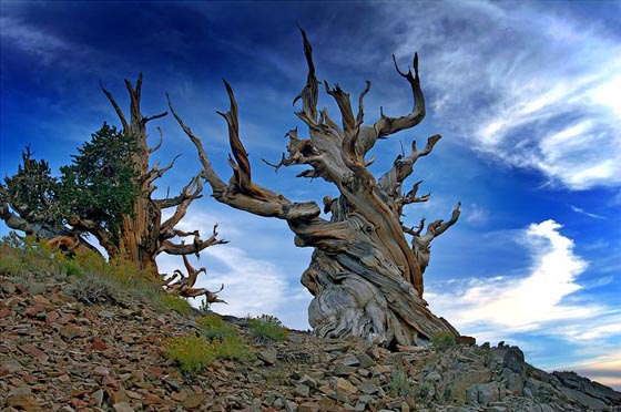 Stunning Photography of Bristlecone Pines