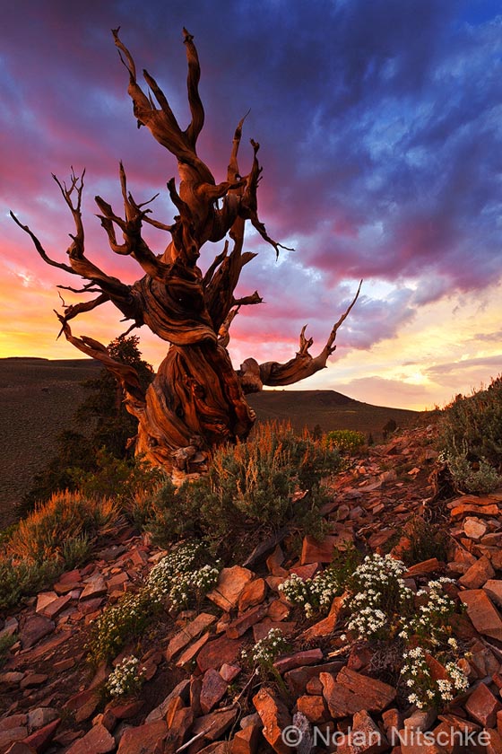 Stunning Photography of Bristlecone Pines