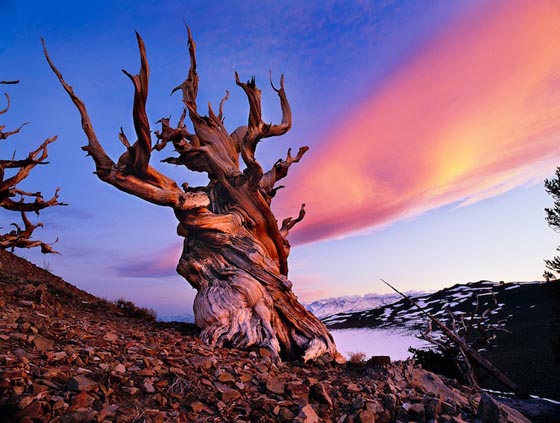 Stunning Photography of Bristlecone Pines