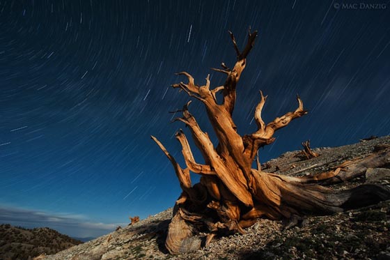 Stunning Photography of Bristlecone Pines