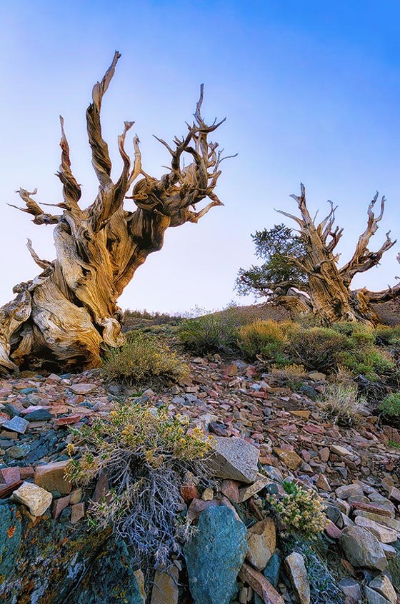 Stunning Photography of Bristlecone Pines