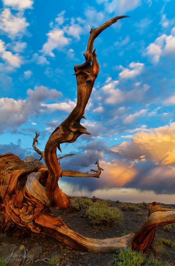 Stunning Photography of Bristlecone Pines