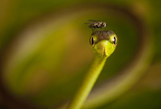 10 Amazing Wildlife Photos From National Geographic Traveler Photo Contest