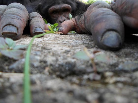 10 Amazing Wildlife Photos From National Geographic Traveler Photo Contest