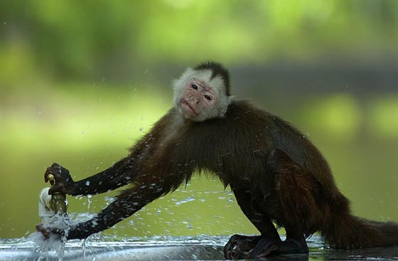 10 Amazing Wildlife Photos From National Geographic Traveler Photo Contest