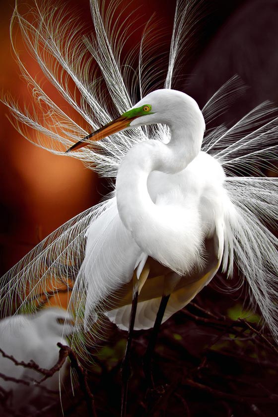 10 Amazing Wildlife Photos From National Geographic Traveler Photo Contest