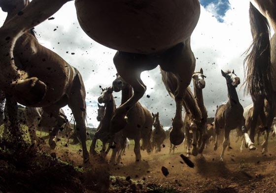 10 Amazing Wildlife Photos From National Geographic Traveler Photo Contest