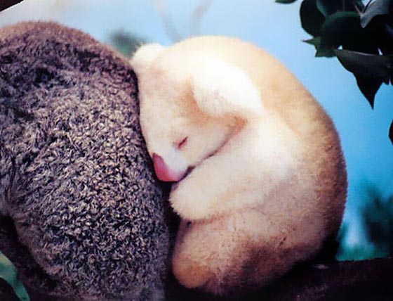 27 Cutest Baby Animals That Will Put a Smile on Your Face
